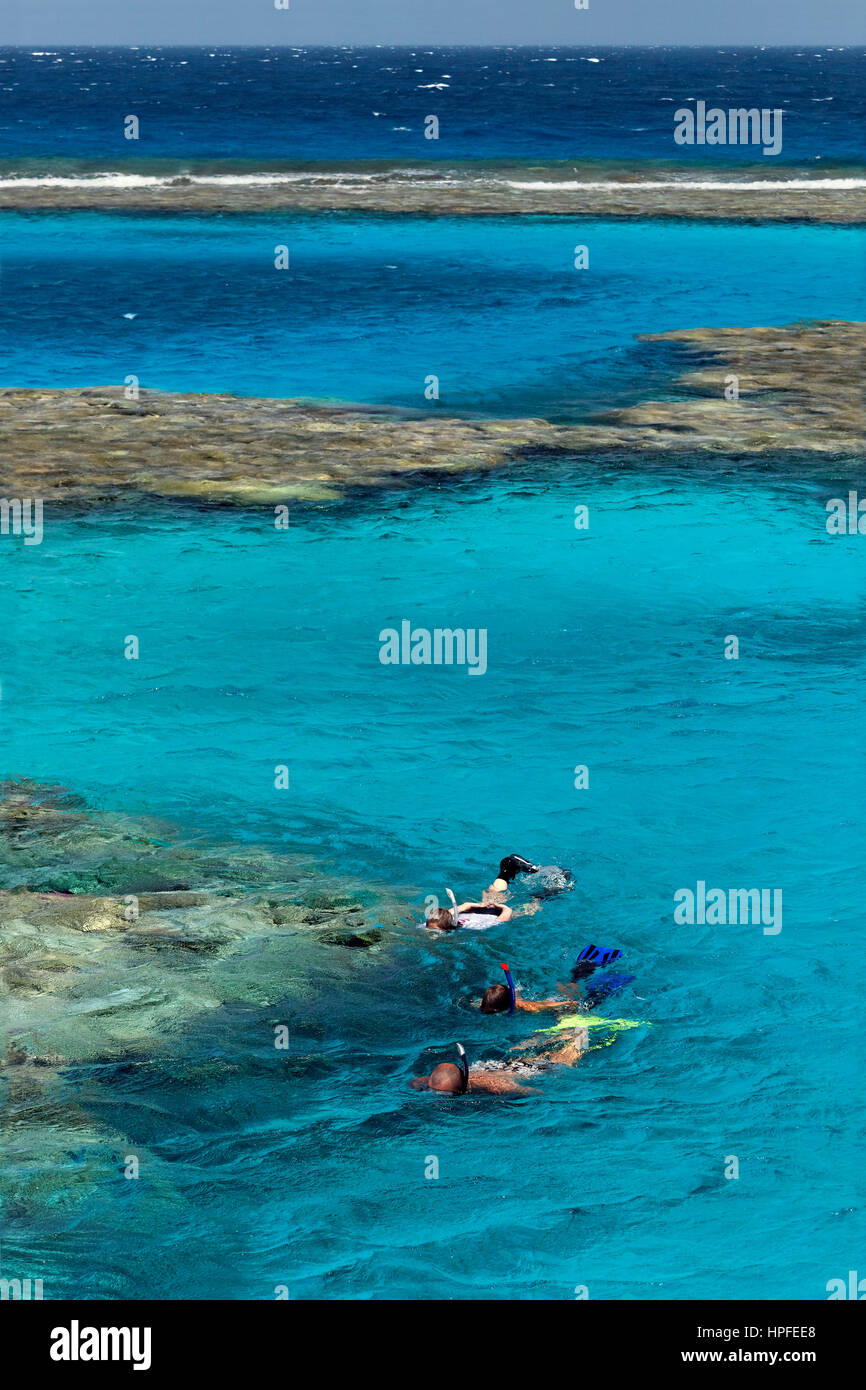 Familie, drei Schnorchler Schnorcheln am Korallenriff, Rotes Meer, Ägypten Stockfoto