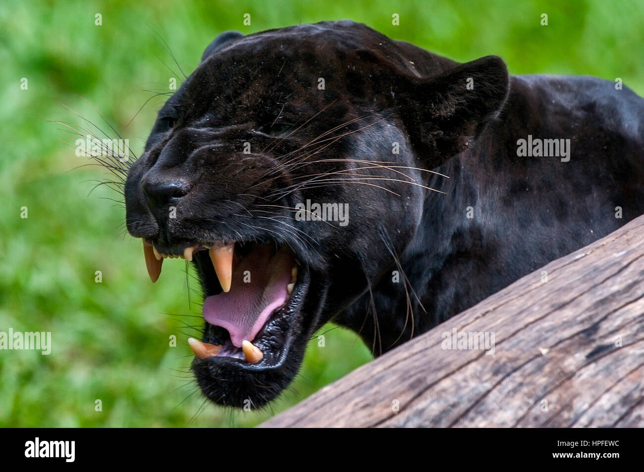 Mannliche Schwarze Jaguar Panthera Onca Auch Genannt Panther Ist Eine Absorbtion Variation Des Jaguars Es Ist Art Von Fleischfressende Saugetier Von Felidae Familie Fo Stockfotografie Alamy