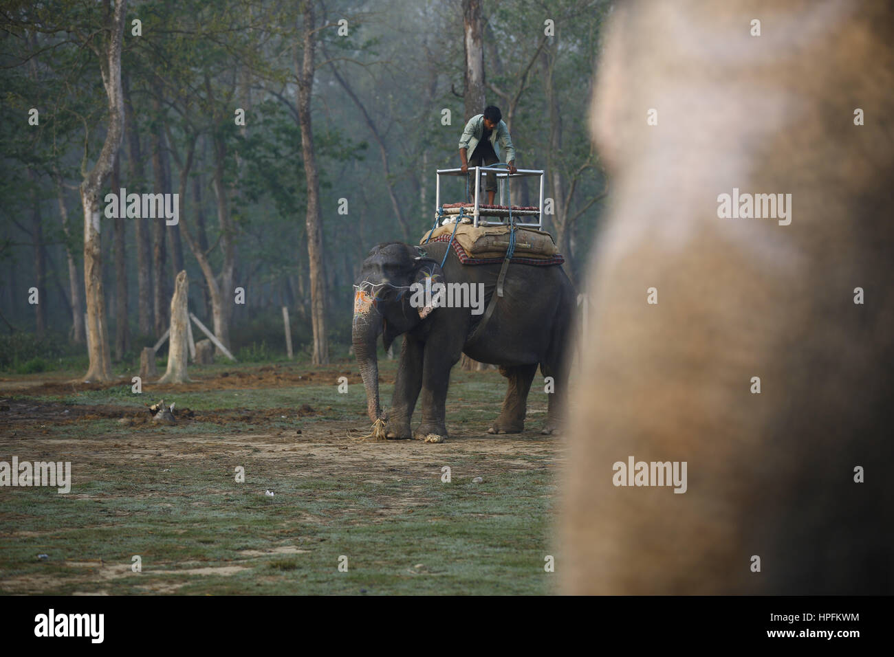 Chitwan, Nepal. 22. Februar 2017. Ein Elefant isst bevor die Dschungel-Safari Reiten auf Mittwoch, 22. Februar 2017 bei Sauhara in Chitwan. Bildnachweis: Skanda Gautam/ZUMA Draht/Alamy Live-Nachrichten Stockfoto