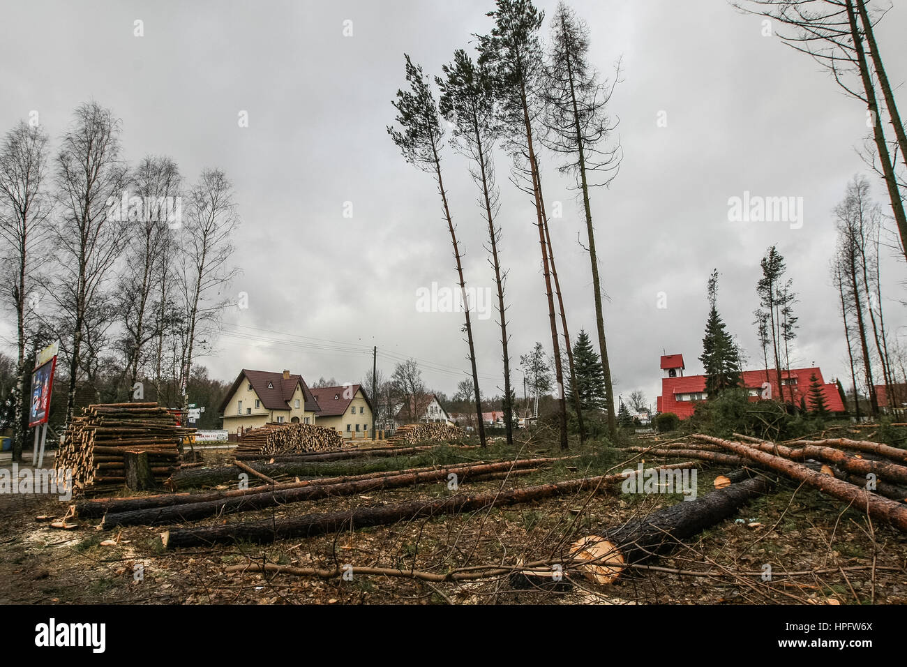 Banino Polen 22 Februar 2017 Abgespeckte Baume Auf Einem