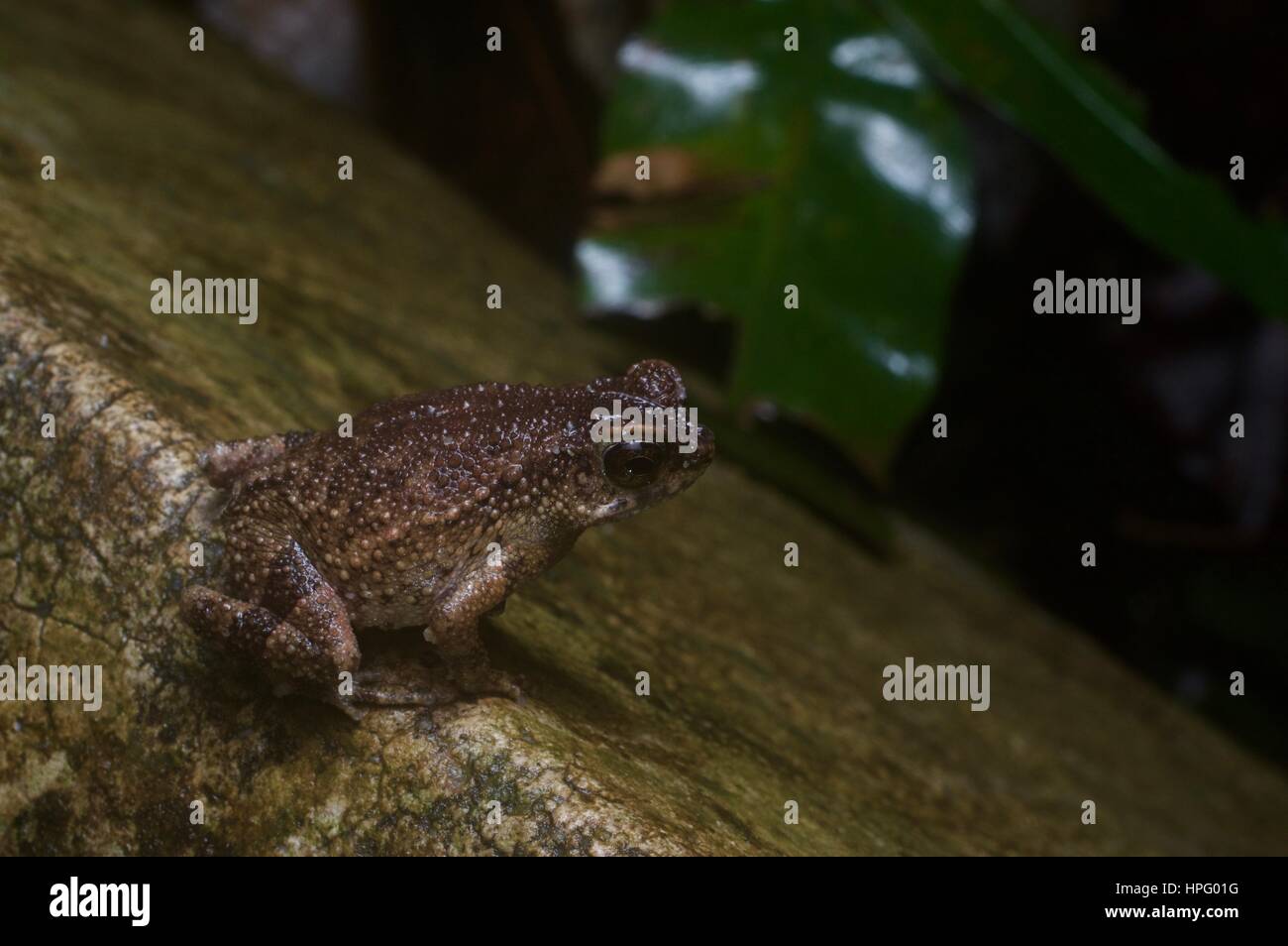 Ein geringerer Strom Kröte (Ingerophrynus Parvus) im Regenwald in Ulu Yam, Selangor, Malaysia Stockfoto