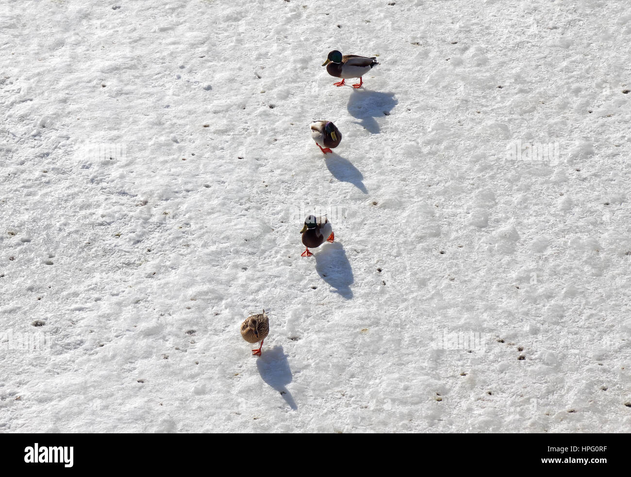 Männliche und weibliche Stockente Enten überqueren Sie auf dem Eis gefrorenen Fluss im winter Stockfoto