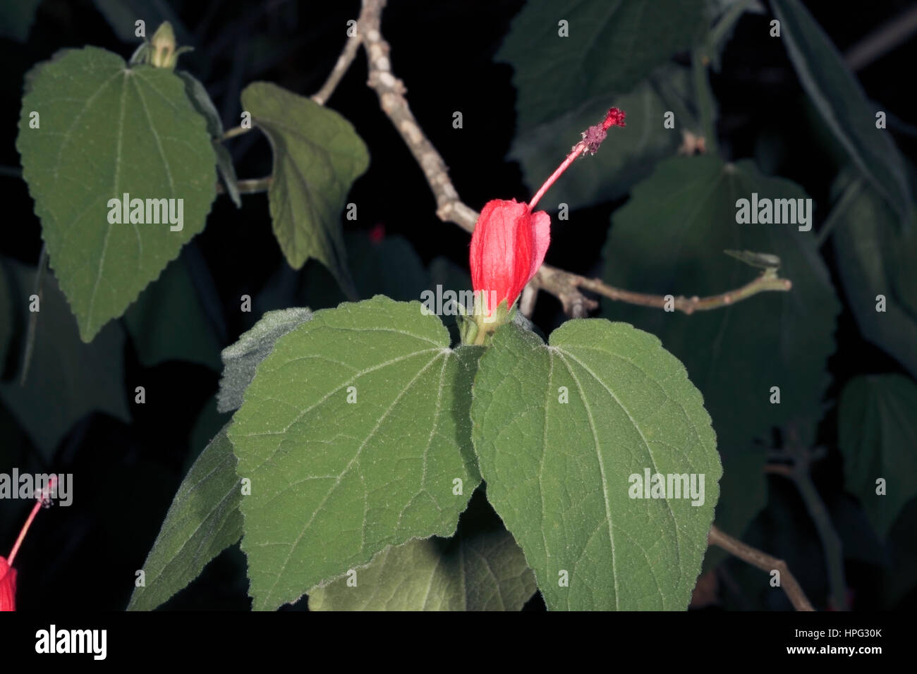Wachs/Red/Texas Malve/Drummond Wachs-Malve/mexikanische Apple/Manzanilla? Turk Cap - Malvaviscus Arboreus - Familie Malvaceae Stockfoto