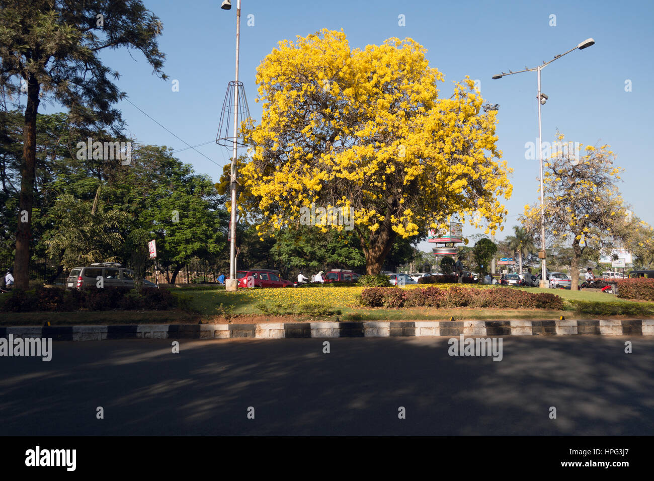 TECOMA Stans oder Trompetenbaum in voller Blüte in Hyderabad, Indien Stockfoto