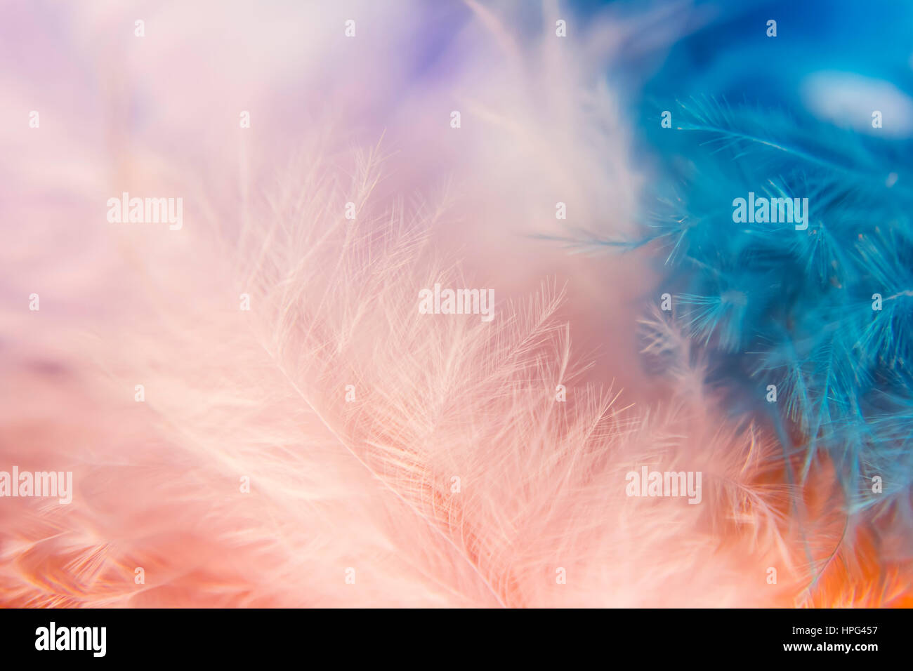 Rosa und blauen Federn. In der Nähe, Texturen und details Stockfoto