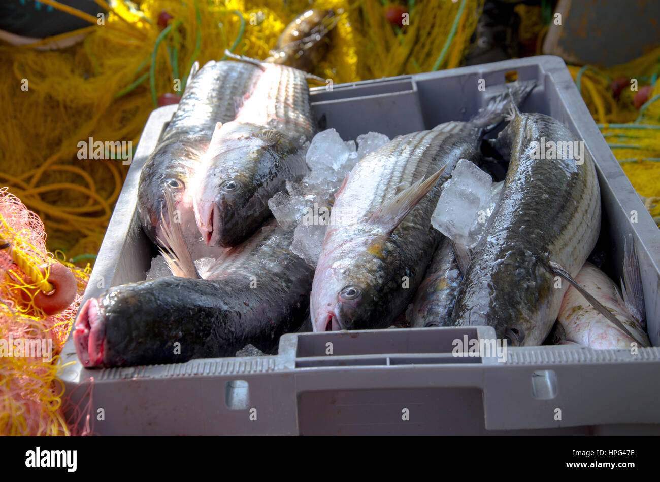 Ein Korb mit frischem Fisch, gelb Fischernetze auf Fischerboot, Kreta, Griechenland. Stockfoto