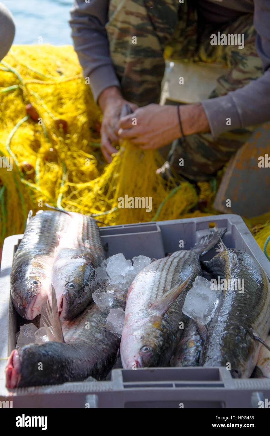 Fischer sammelt frische Fische aus gelben Fischernetze und Dann lege sie in einen Korb, auf Fischerboot, Kreta, Griechenland. Stockfoto