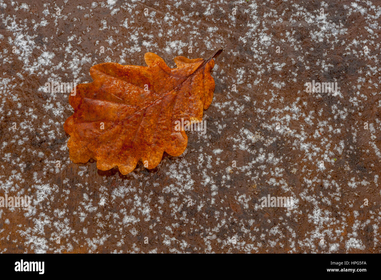 Eichenblatt sitzen auf einer Eisscholle. Stockfoto
