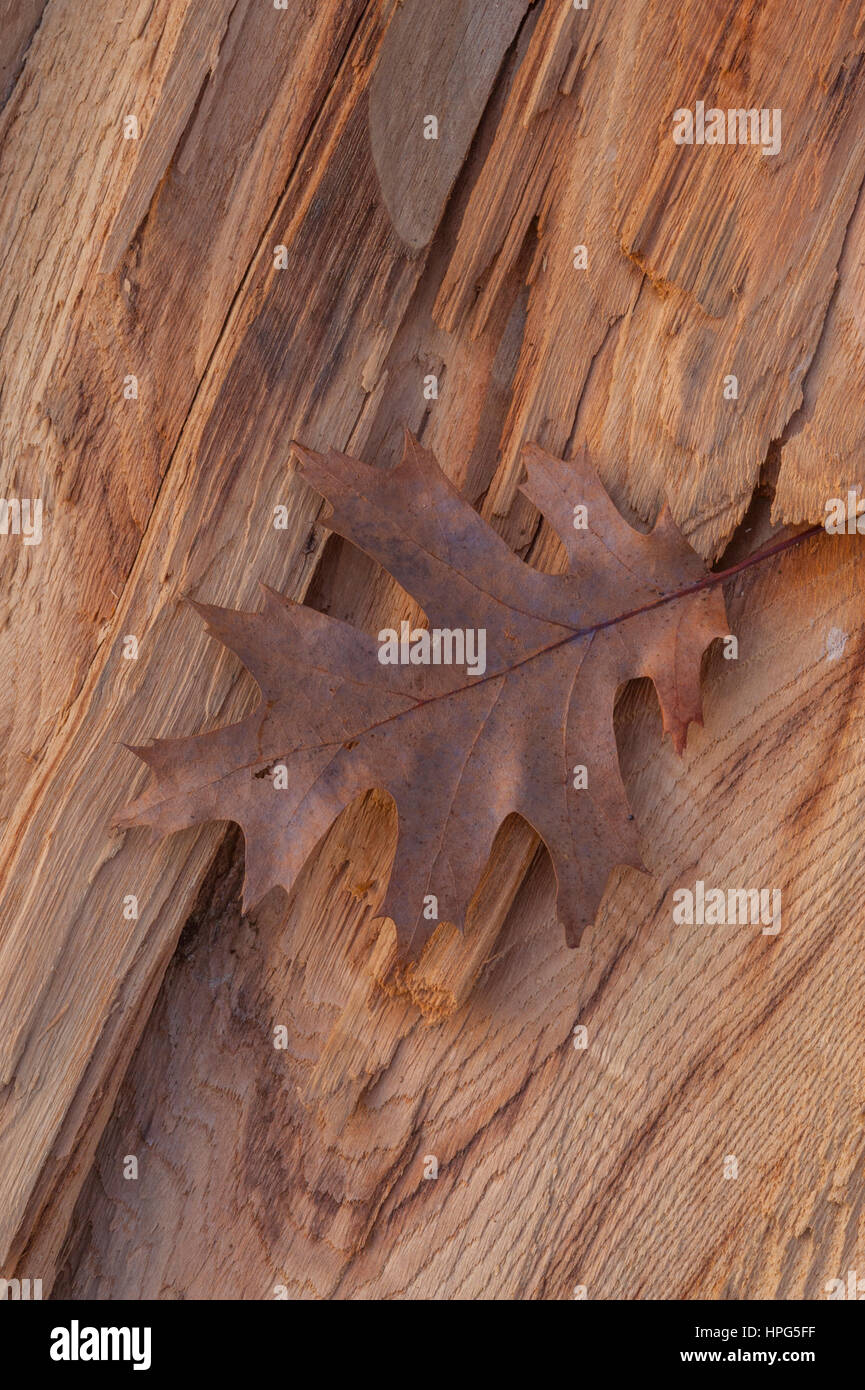 Eichenblatt auf eine gebrochene stumpf Stockfoto