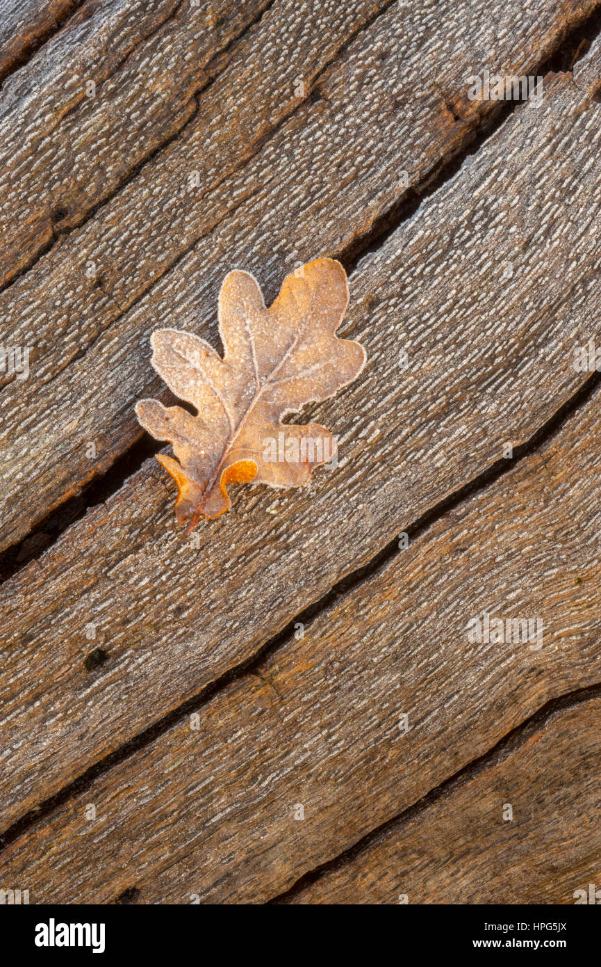 Nahaufnahme von einem Eichenblatt auf einem Baumstamm Stockfoto