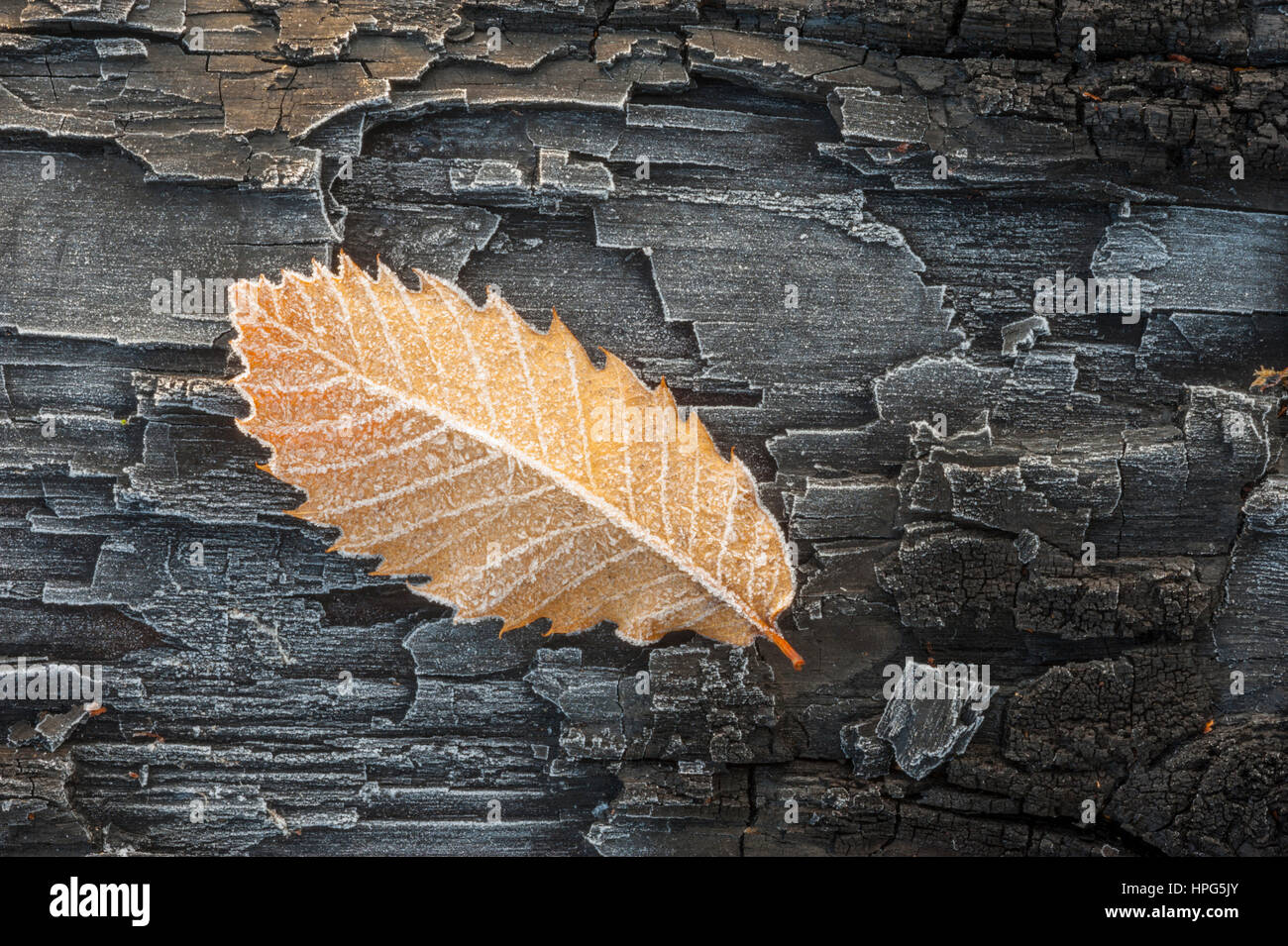 Ein Frost bedeckt süße Kastanien Blatt sitzen auf einem vereisten verbrannten Baumstamm. Stockfoto