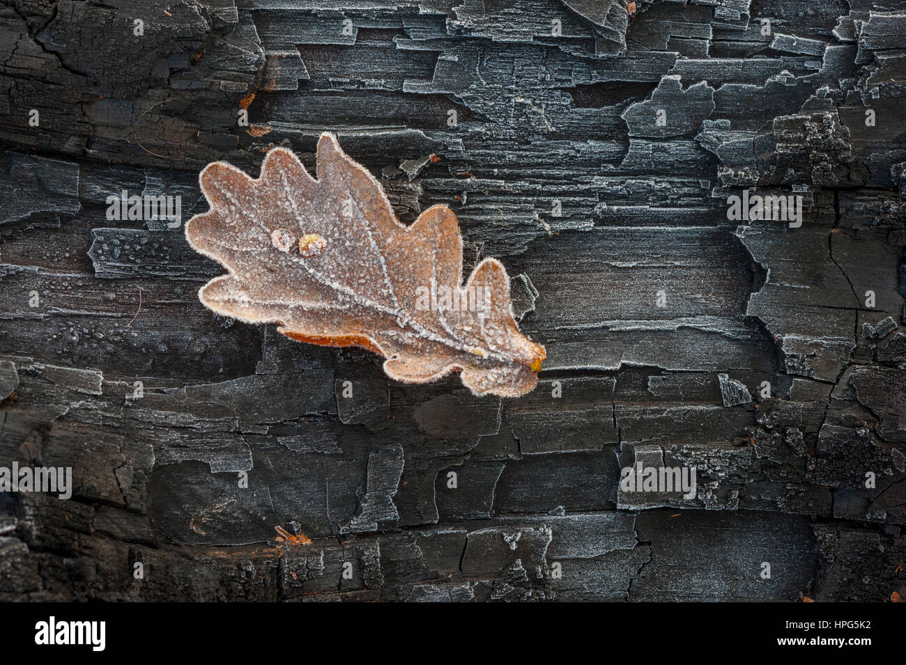 Ein Frost bedeckt Eichenblatt sitzen auf einem Eis bedeckt verbrannten Log. Stockfoto