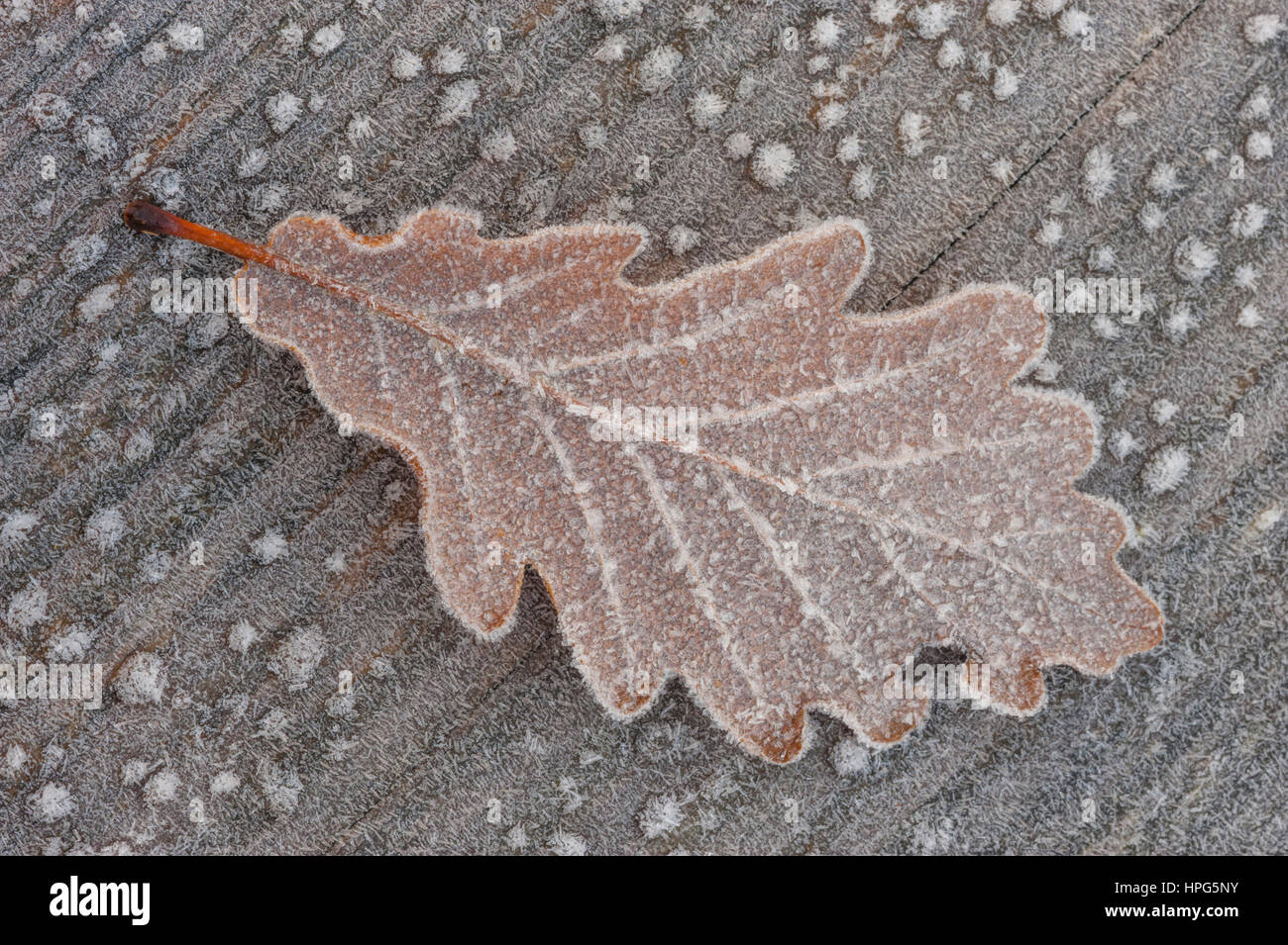 Eine Nahaufnahme von einem vereisten Eichenblatt auf eine Frost bedeckt Bank. Stockfoto