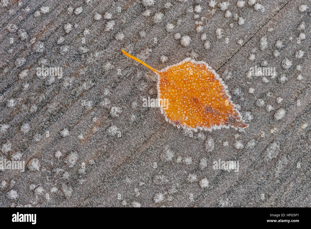 Eine Nahaufnahme von einer vereisten Birkenblatt auf einer Bank Frost bedeckt. Stockfoto