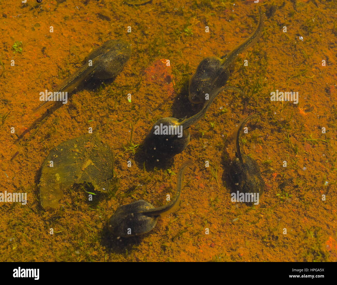 Westlichen katzenähnliche Kröte Kaulquappen, Del Mar Mesa Vernal Pools, San Diego, Kalifornien Stockfoto