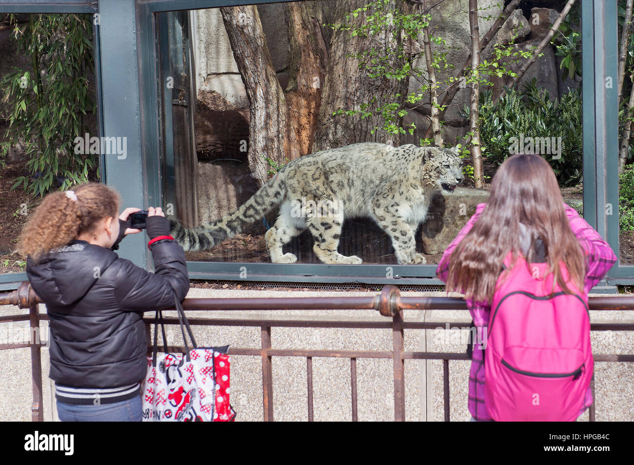 Frankreich. Paris 5. Bezirk. Menagerie des Jardin des Plantes  (Gartenpflanzen). Die Grokatzen Haus. Schnee-panther Stockfotografie -  Alamy
