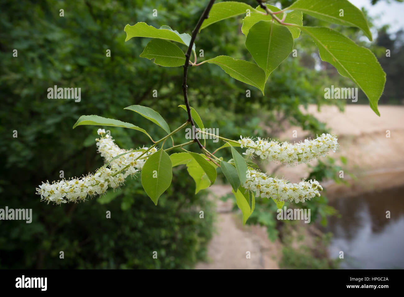 Weiße Flieder Syringa Vulgaris (Oleaceae) neben einem kleinen Fluss Stockfoto