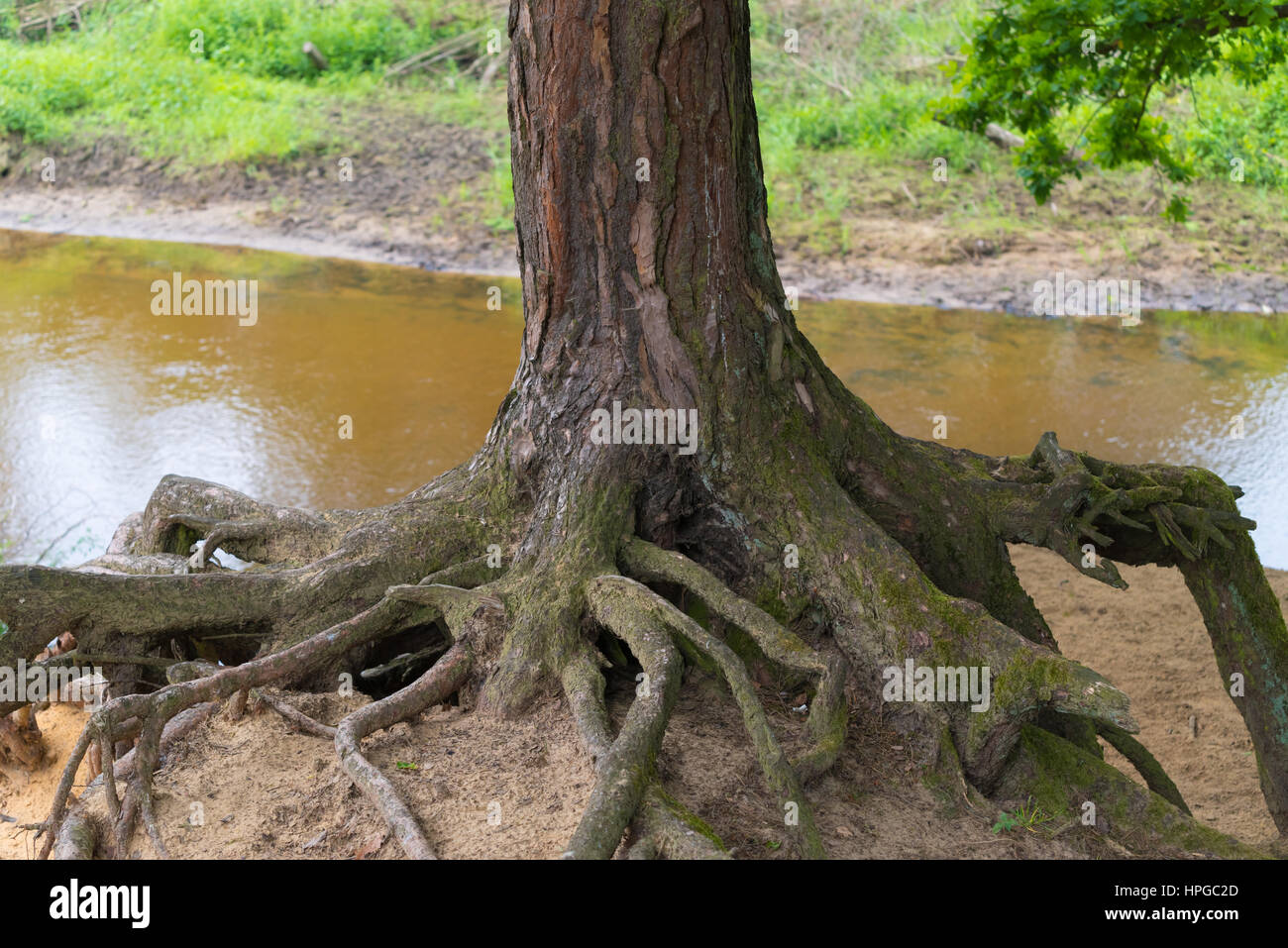 Alter Baum mit abgefressenen Wurzeln hoch über dem sand Stockfoto