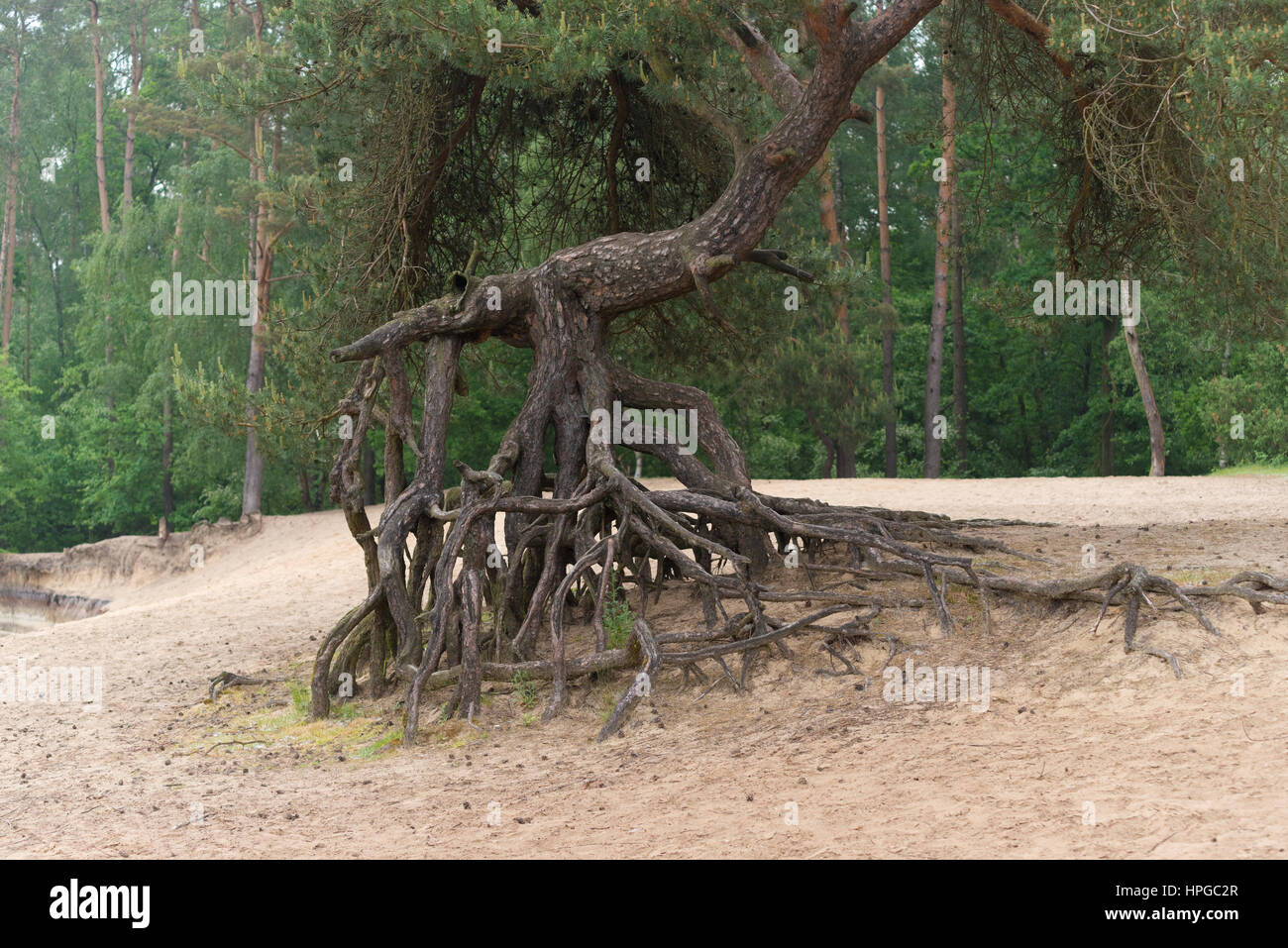 Alter Baum mit abgefressenen Wurzeln hoch über dem sand Stockfoto
