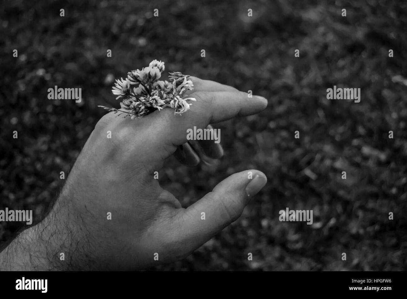 Nahaufnahme von einer Hand mit weißen Blüten. Schwarz / weiß Foto mit einem unscharfen Hintergrund Stockfoto