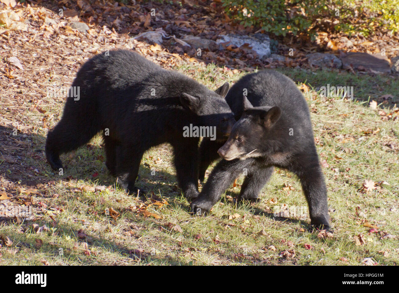Zwei Jugendliche Schwarzbären gleicher Größe kämpfen um die Vorherrschaft in einem urbanen Hinterhof im Herbst Stockfoto