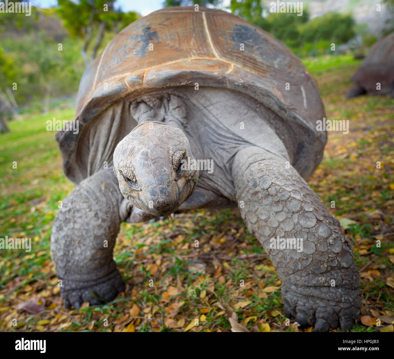 Aldabra-Riesenschildkröte (Aldabrachelys Gigantea). Stockfoto