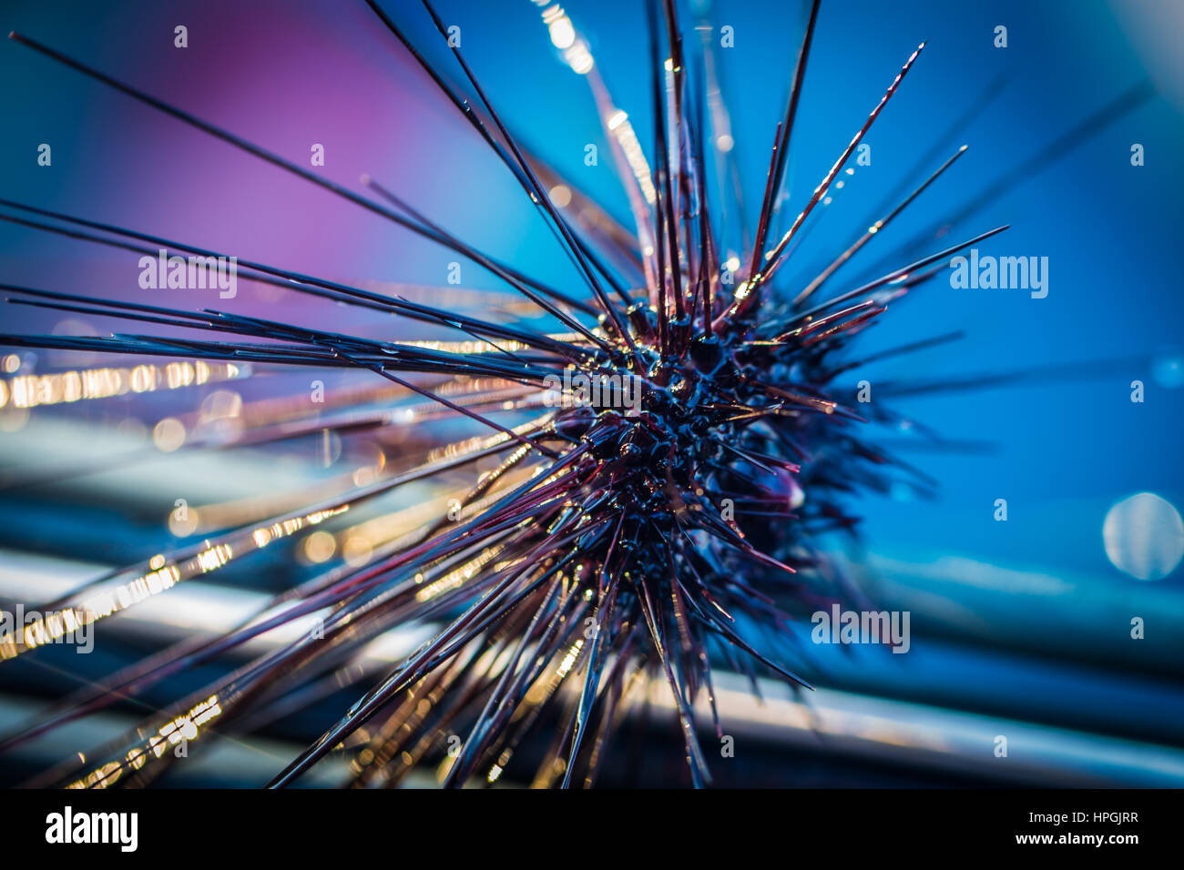 Blue Sea Urchin Stockfoto