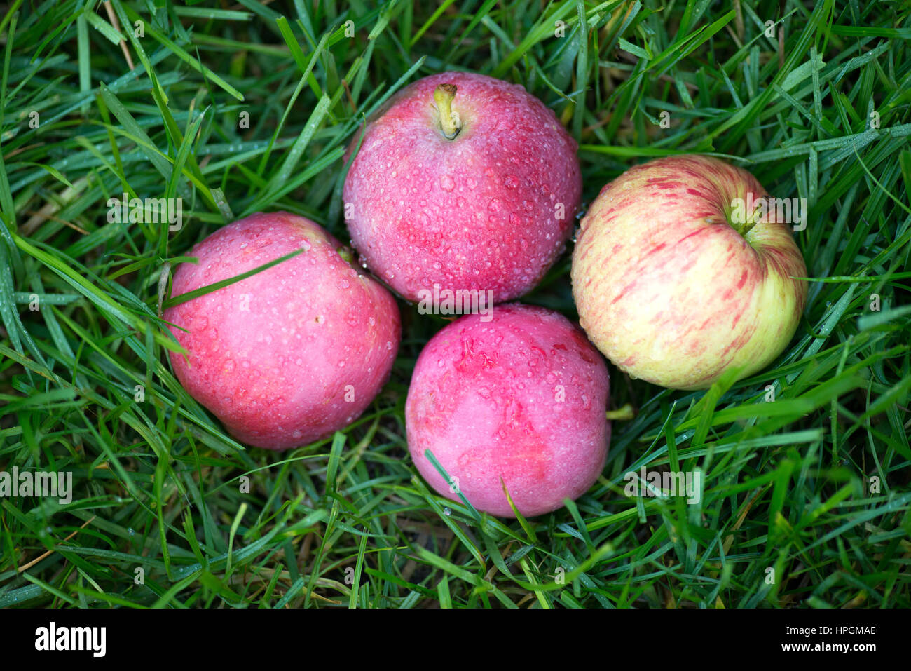 Schöne rot-gelb-Äpfel verstreut auf dem frischen grünen Rasen. Top Flatlay Ansicht Stockfoto