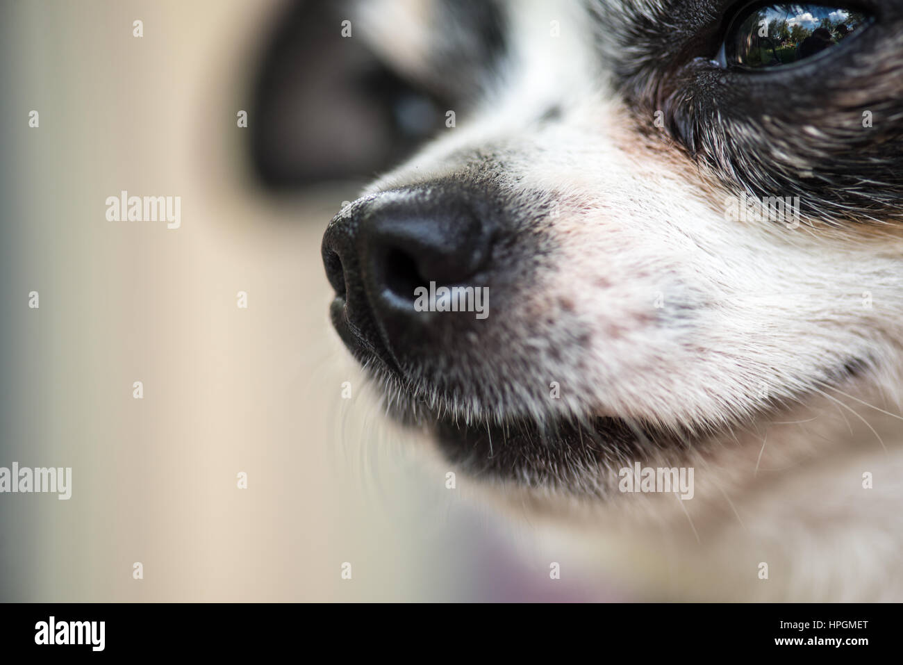 ein winziger Chihuahua Hund Portrait, extreme Nahaufnahme Makro erschossen. Mit Welt spiegelt sich in seinen Augen. Emotionalen Bild Stockfoto