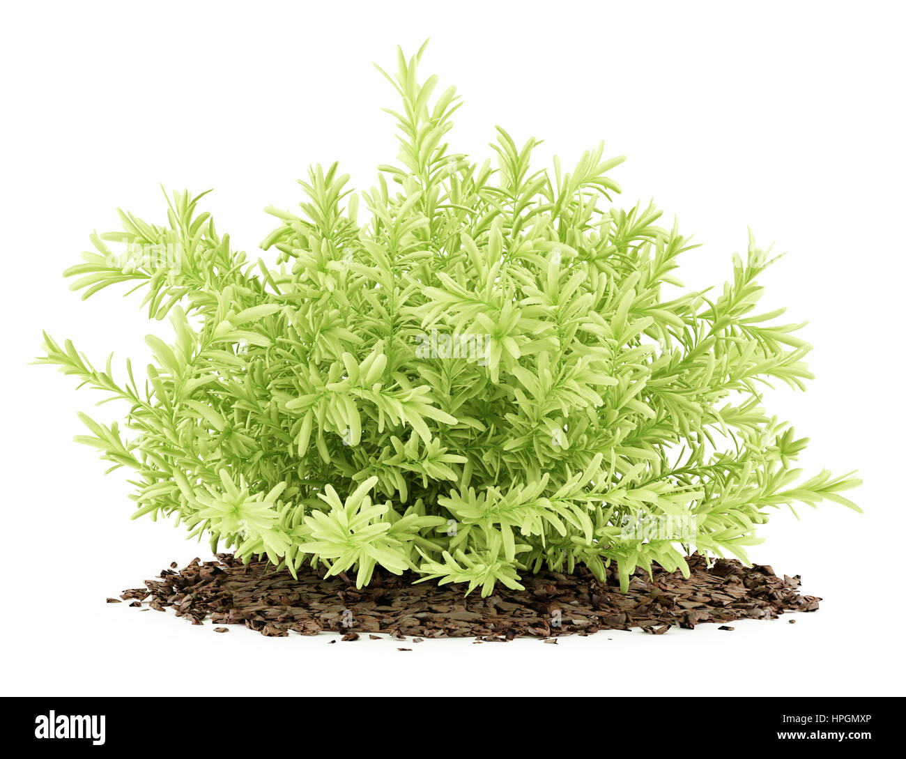 dünne Blätter Sedum Pflanzen isoliert auf weißem Hintergrund. 3D illustration Stockfoto