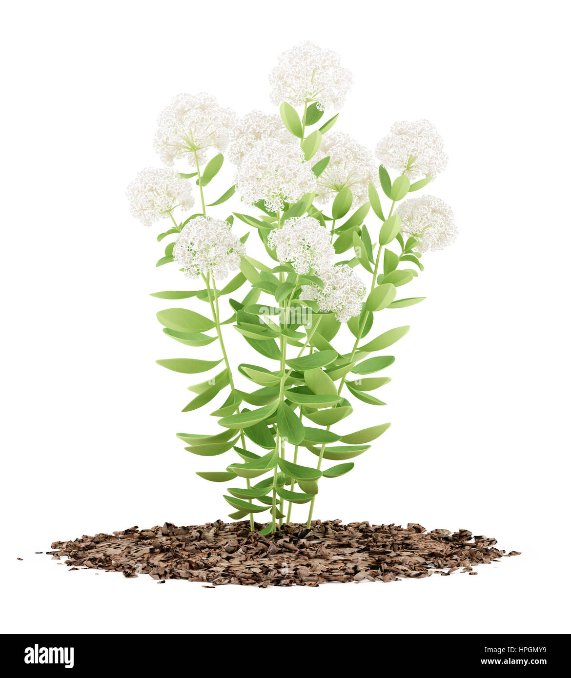 blühende Sedum-Pflanze isoliert auf weißem Hintergrund. 3D illustration Stockfoto