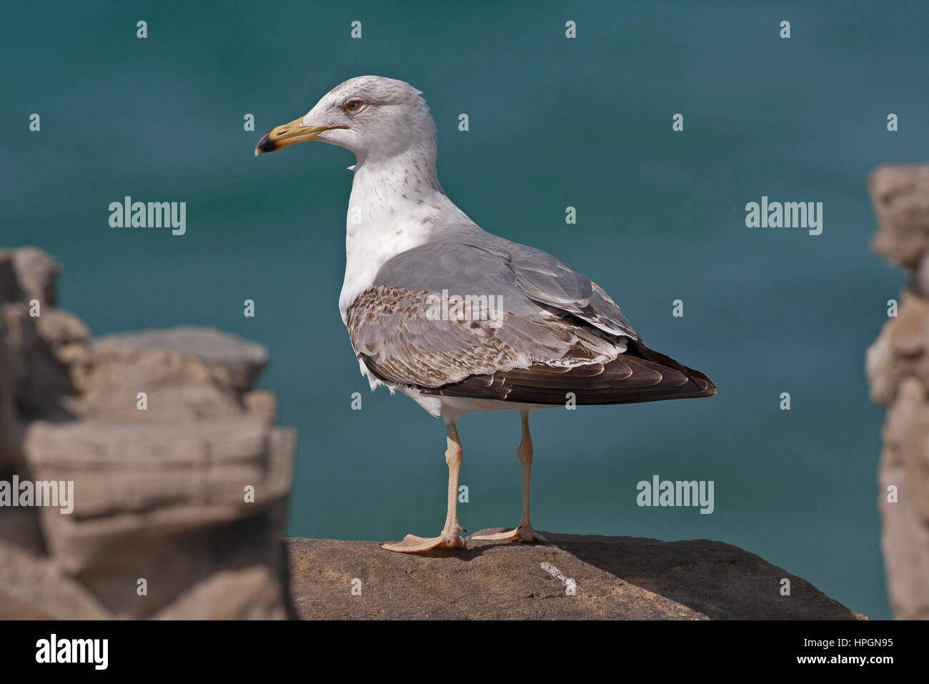 3. Winter Beinen gelb Gull Larissa Michahellis Gibraltar Stockfoto
