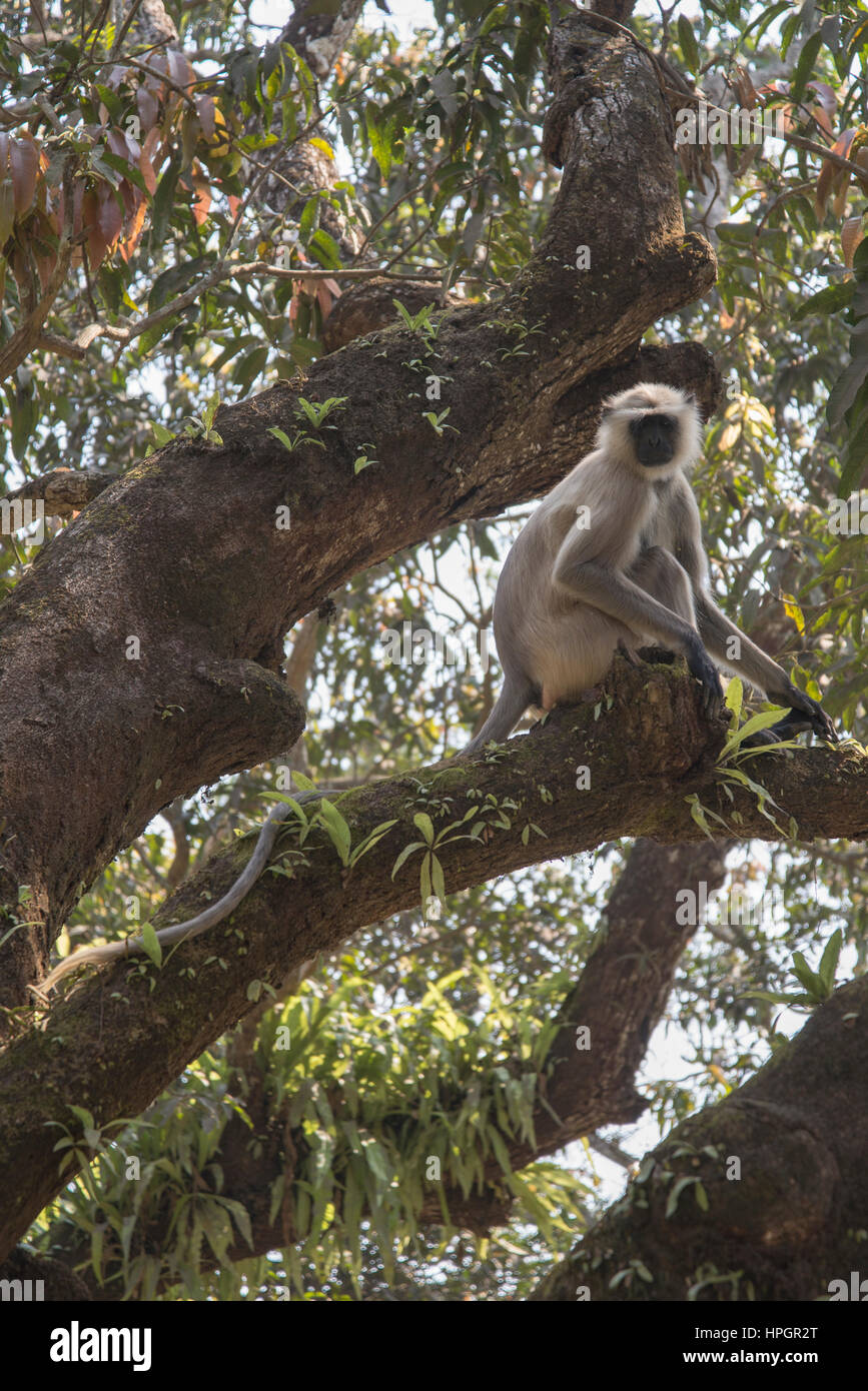 Grau Langur Affe im Baum, Navadwipa, Indien. Stockfoto