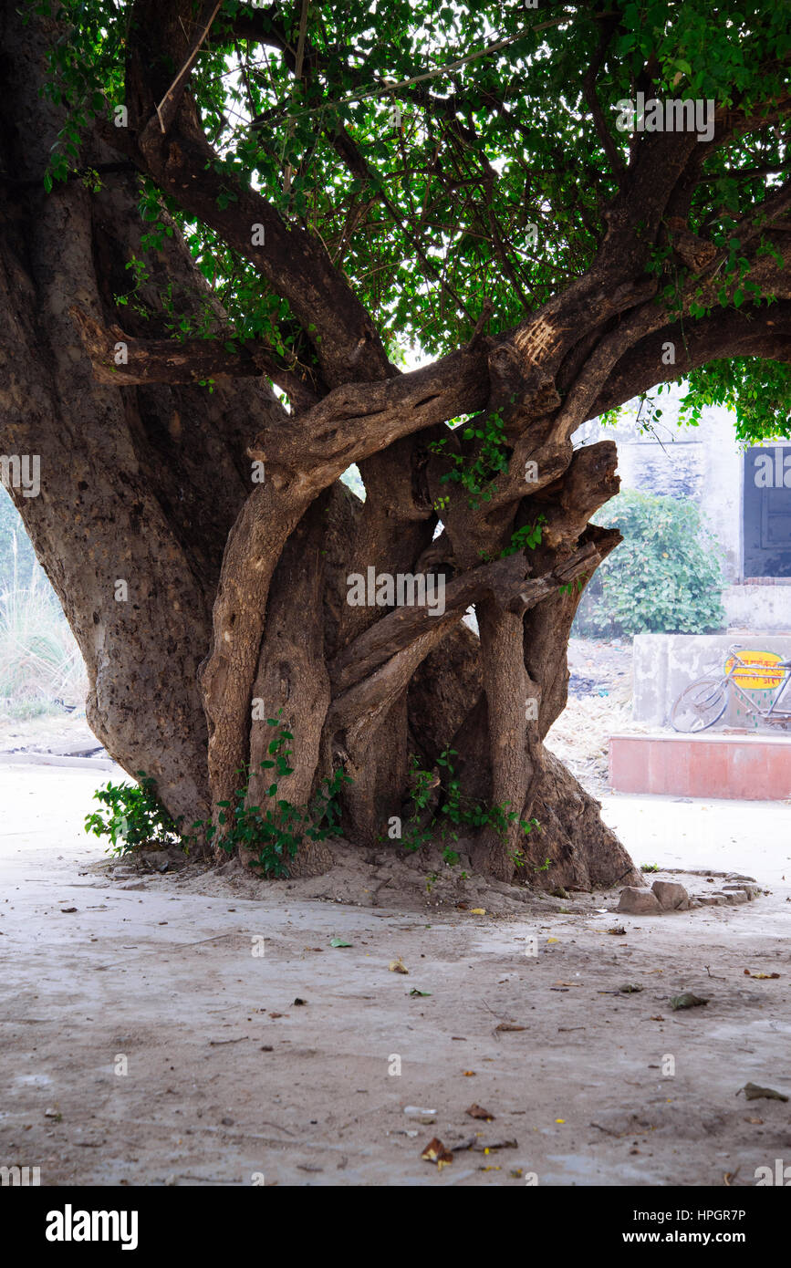 Alter Baum, Vrindavan, Indien. Stockfoto