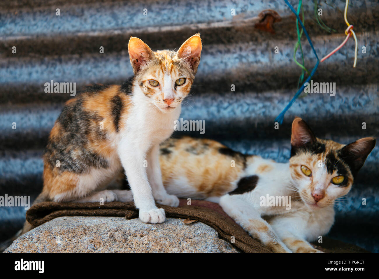Zwei Tempel Katzen, Bhubaneshvara, Indien. Stockfoto