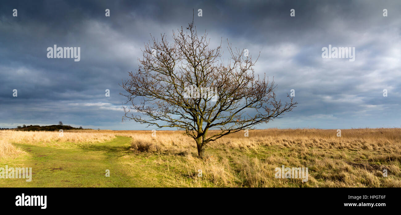 Ein einsamer Baum ohne Blätter mit einem Panorama von Dingle Sümpfe, Suffolk, im Hintergrund mit bewölktem Himmel und Sonnenschein Stockfoto