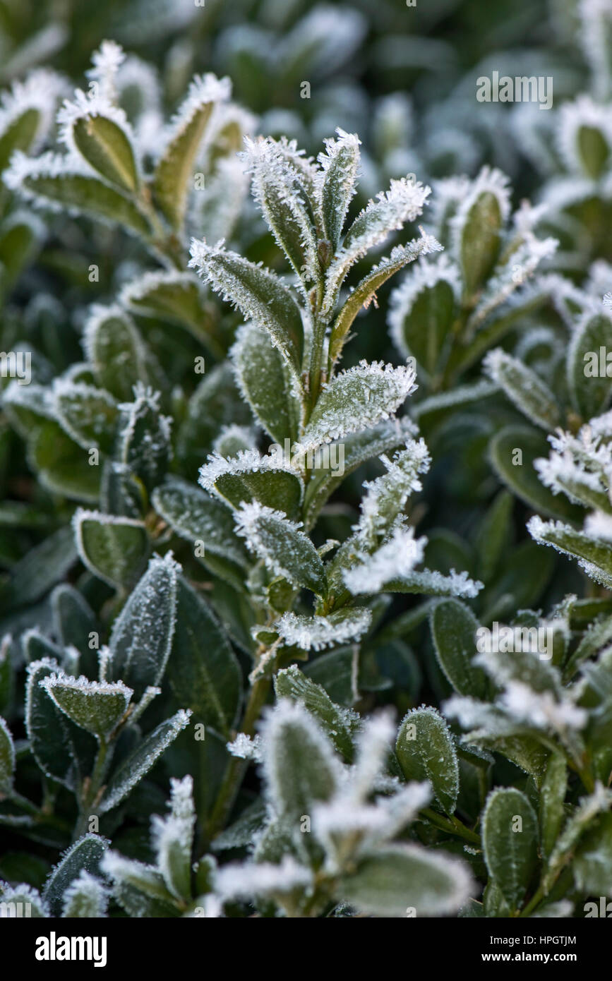 Hoar oder Reim Frost, Eiskristalle auf den Blättern von einem Feld Busch, Buxus Semperviirens, in einem Garten Hecke im winter Stockfoto