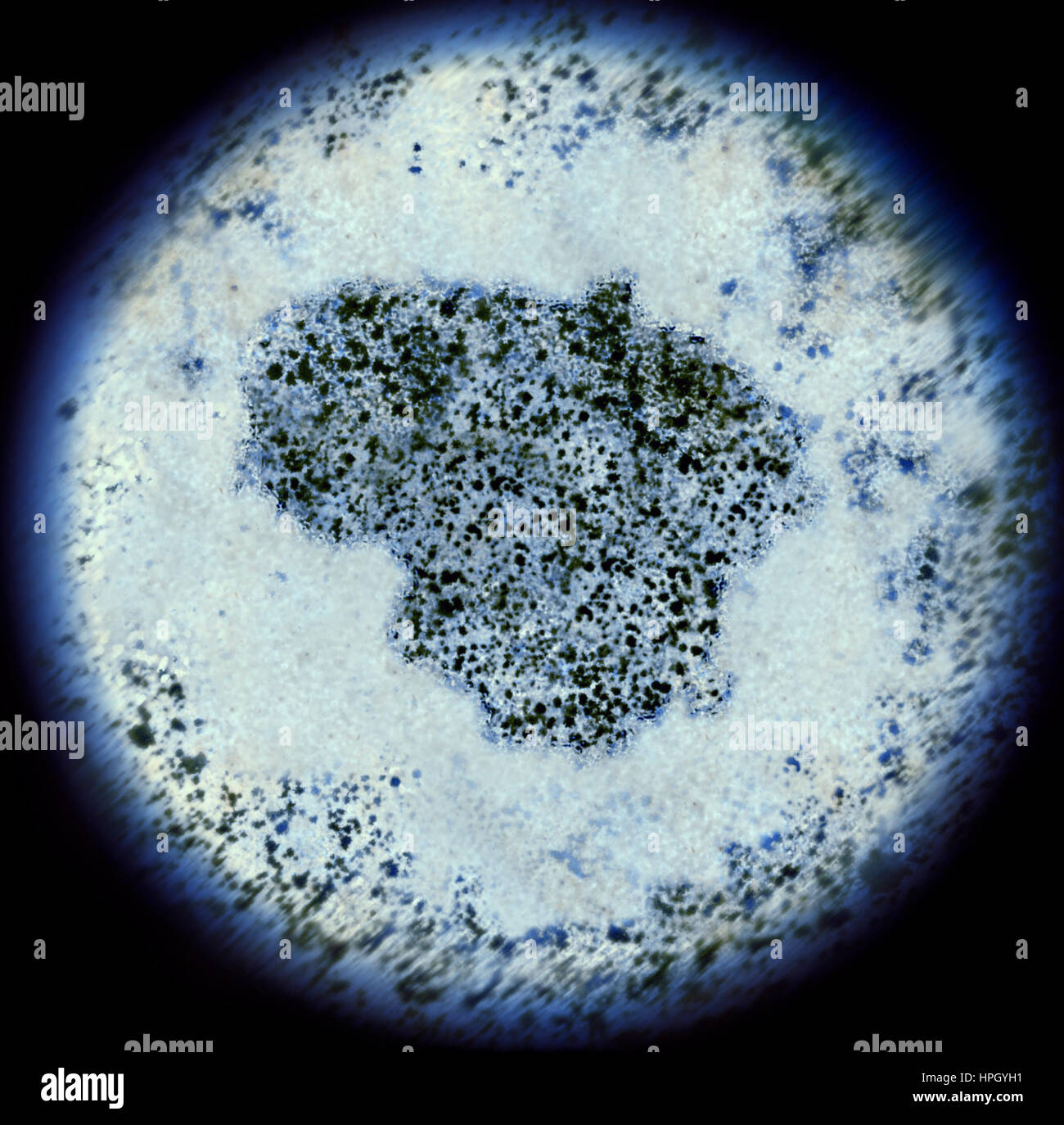 Eine simulierte Ansicht durch ein Mikroskop auf Bakterien in der Form von Litauen. (Serie) Stockfoto