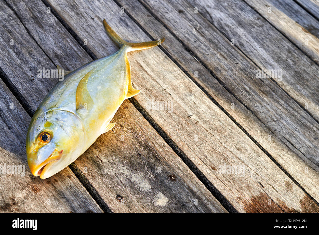 Frisch gefangen tropische Fische auf einem Pier. Dominikanische Republik Stockfoto