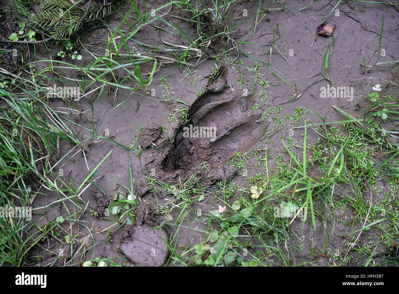 Hirsch-Fußabdruck im Schlamm Stockfoto