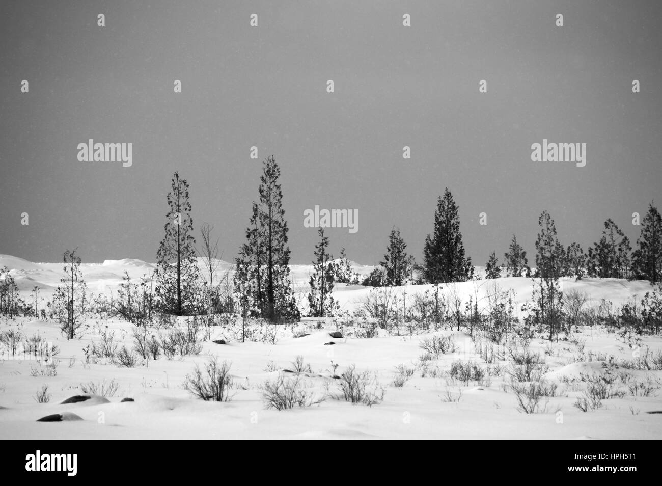 Black And White Lake Huron Zedern und Dünen Schneelandschaft Stockfoto