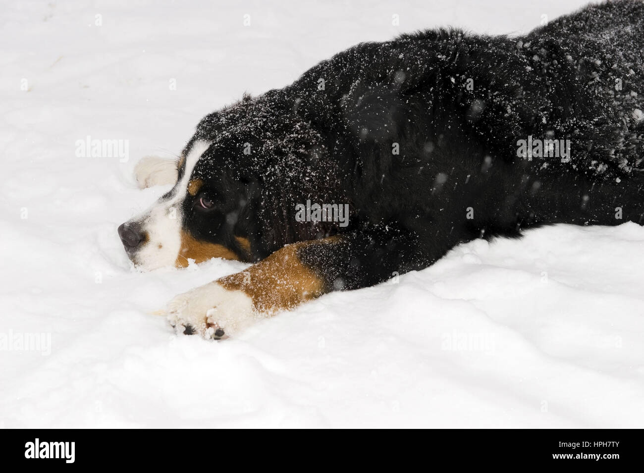 Berner Sennenhund Im Schnee - Hund im Schnee Stockfoto