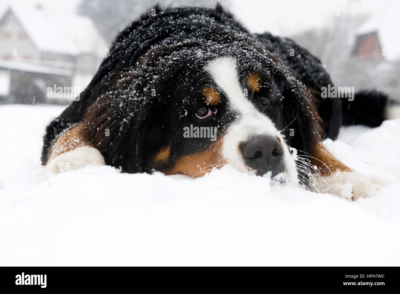 Berner Sennenhund Im Schnee - Hund im Schnee Stockfoto