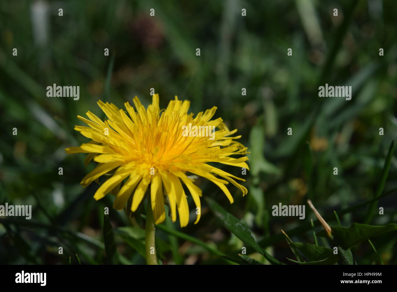 Natur-Stillleben Stockfoto