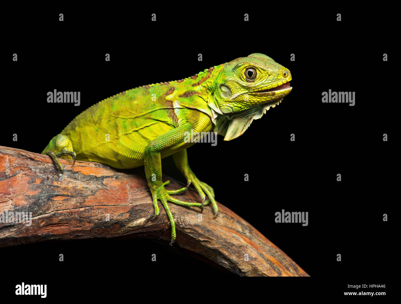 Grüner Leguan (Iguana Iguana), Leguan Familie, Jorupe biologische Reserve, tropischen Trockenwald, westlichen Anden Ausläufern, Ecuador Stockfoto