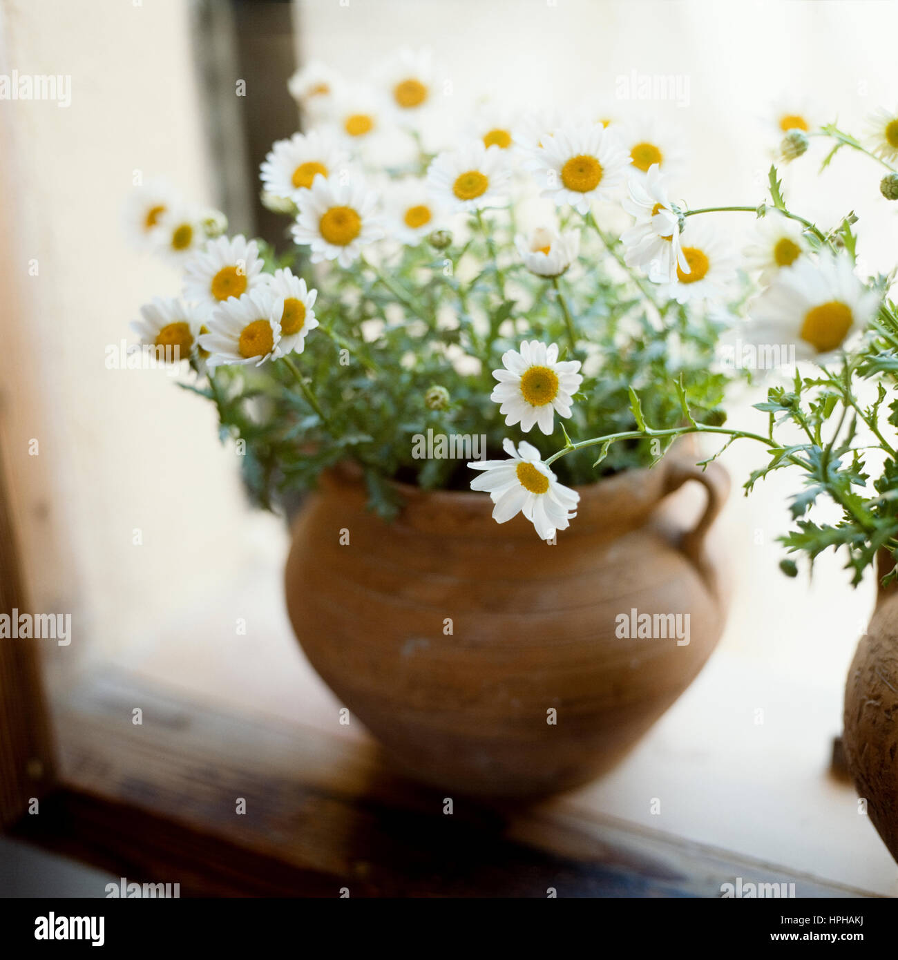 Einen Topf mit weißen Blumen auf der Fensterbank. Stockfoto