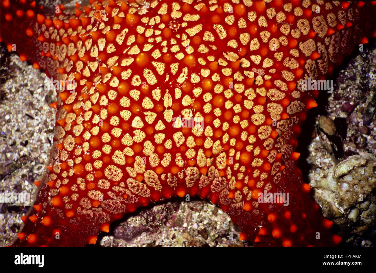 Nahaufnahme einer stacheligen Kissen-Seestern (Culcita Schmideliana), illustrieren die bemerkenswerte und schöne Muster für diese Spezies. Bali, Indonesien. Stockfoto