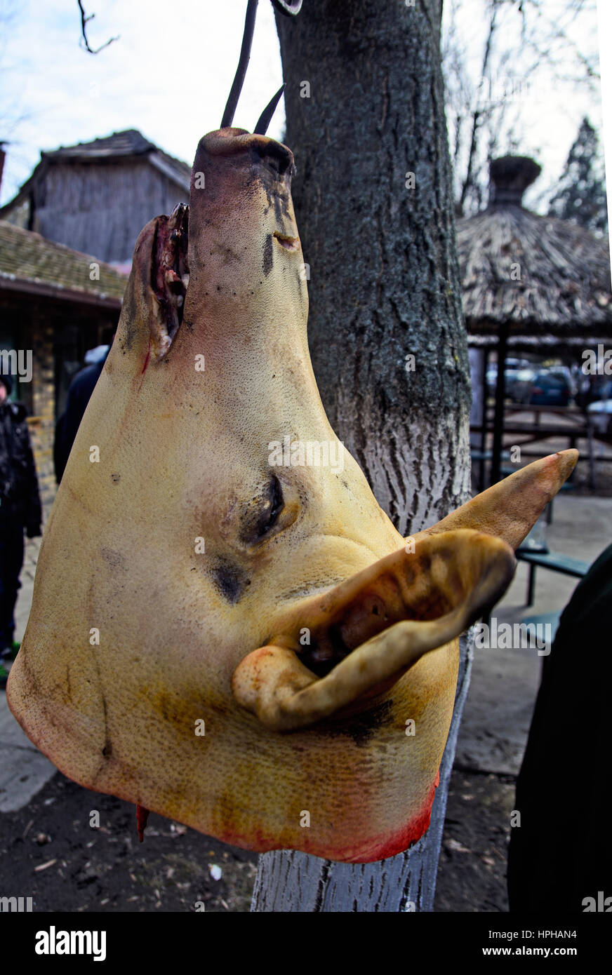 Schweinefleisch-Kopf befestigt an einem Baum Metzger Verarbeitung warten. Stockfoto
