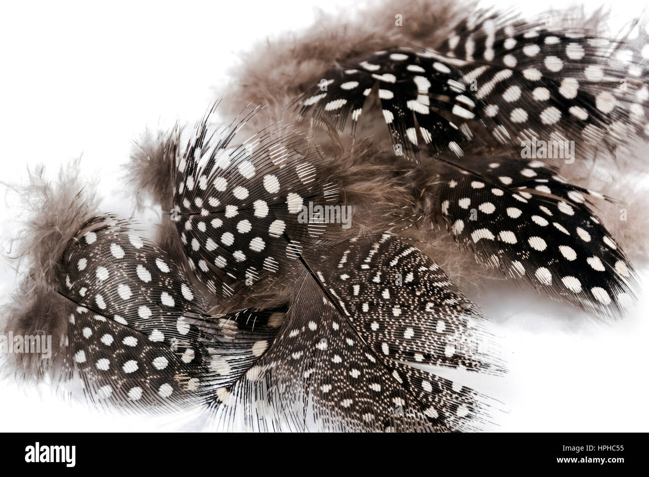 Nahaufnahme von Mustern und Texturen der weichen weißen entdeckt schwarze flauschige Perlhuhn Federn auf weiß Stockfoto