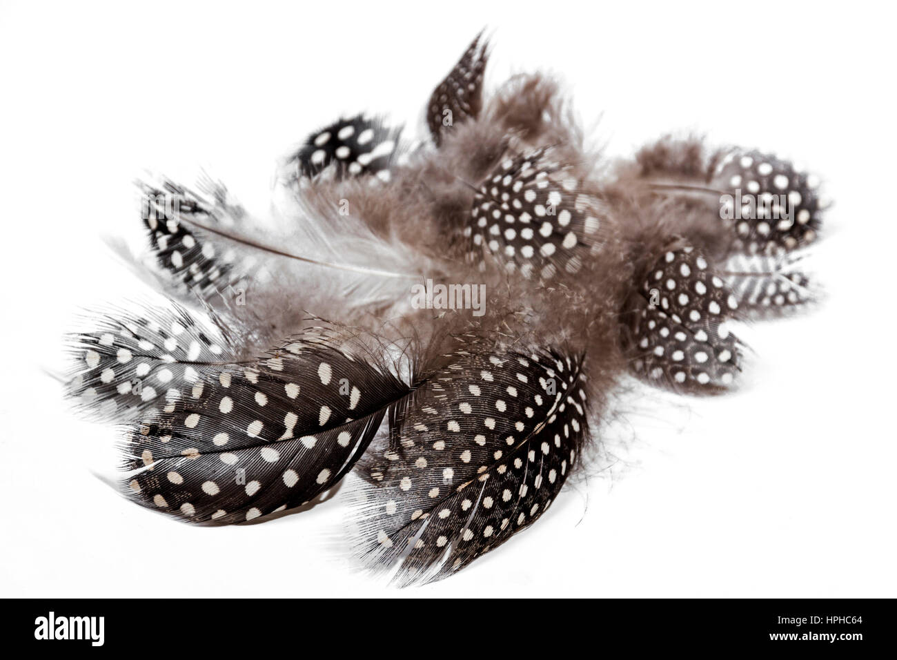 Nahaufnahme von Mustern und Texturen der weichen weißen entdeckt schwarze flauschige Perlhuhn Federn auf weiß Stockfoto